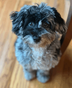 Dog staring directly at camera while sitting on hardwood floor.